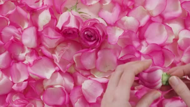 Pétales Rose Rose Sur Fond Blanc Peint — Video