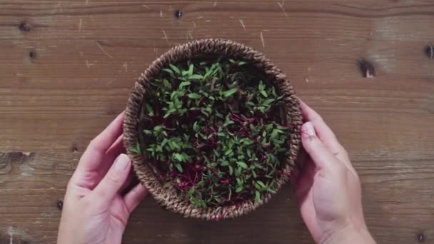 Radijs Microgreens Met Paarse Stengels Groene Bladeren Mand — Stockvideo