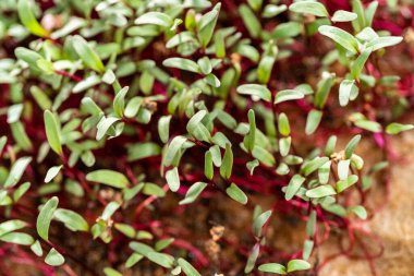 Mor saplı turp mikroçerezleri ve büyüyen tepside yeşil yapraklar.