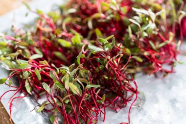 Mor saplı turp mikroçim ve metal tepside yeşil yapraklar..