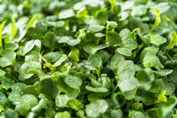 Oogsten Van Radijs Microgreens Uit Een Grote Plastic Schaal — Stockfoto