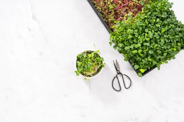 Flat Lay Harvesting Radish Microgreens Large Plastic Tray — Stock Photo, Image