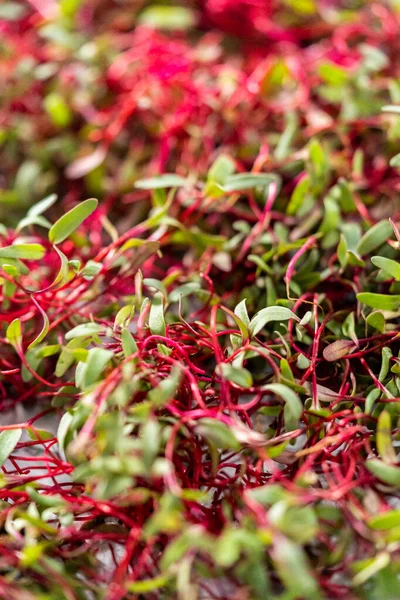 Microgreens Rábano Con Tallos Púrpura Hojas Verdes Bandeja Metal —  Fotos de Stock