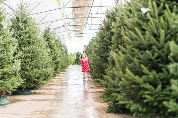 Little Girl Red Dress Christmas Tree Farm — Stock Photo, Image