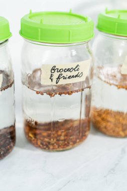 Birinci gün. Mutfak tezgahında filizlenen kapağı olan bir kavanozda organik filizler yetişiyor..