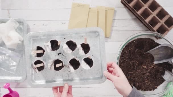 Little Girl Helping Planting Seeds Seed Propagator Soil — Stock Video