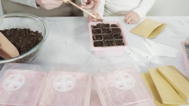 Niña Ayudando Plantar Semillas Propagador Semillas Con Tierra — Vídeo de stock