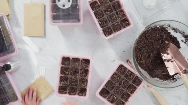 Klein Meisje Helpen Planten Zaden Zaad Propagator Met Bodem — Stockvideo