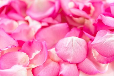 Düz yatıyordu. Pembe güllerin yapraklarının arka planı.