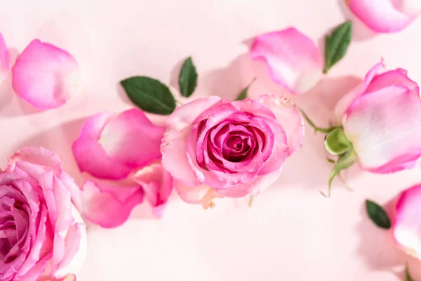 Roze Rozen Rozenblaadjes Een Roze Achtergrond — Stockfoto