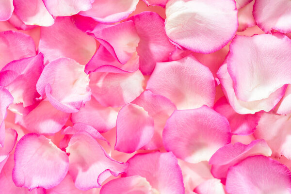 Flat lay. Background of petals from pink roses.