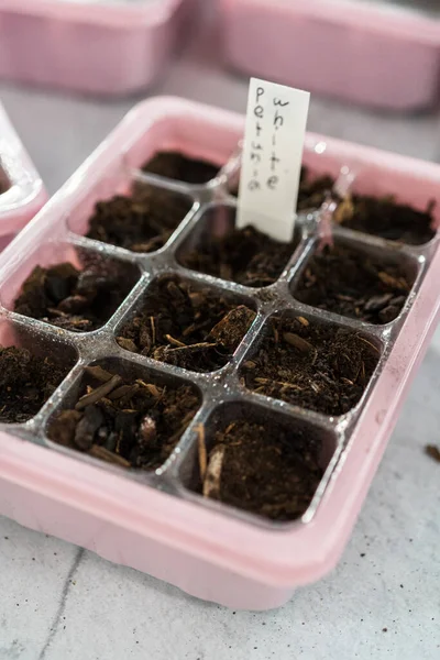 Plantation Graines Dans Plateau Démarrage Pour Jardin Intérieur — Photo