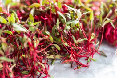 Mor saplı turp mikroçim ve metal tepside yeşil yapraklar..