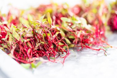 Mor saplı turp mikroçim ve metal tepside yeşil yapraklar..