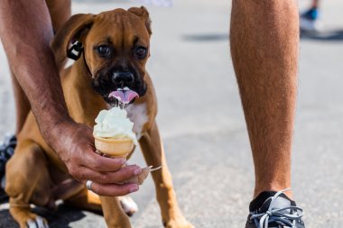 dondurma ile haşhaş köpek