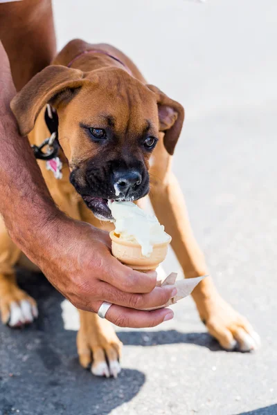 Poppy dog with ice cream — Stock Photo, Image