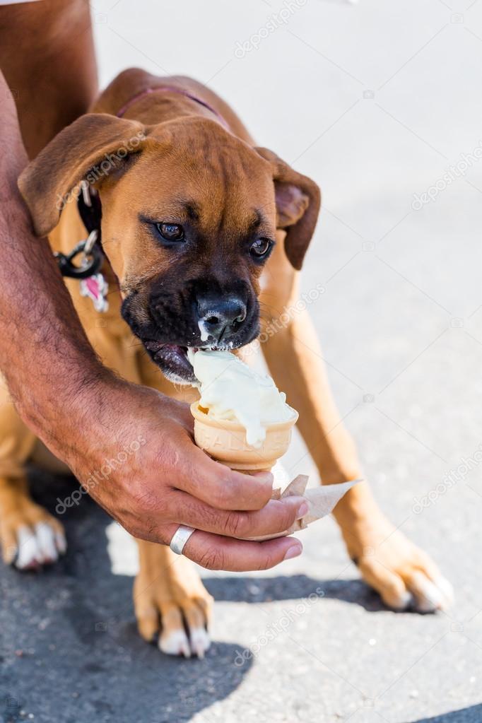 Poppy dog with ice cream