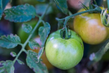 Sebze Bahçesi - domates