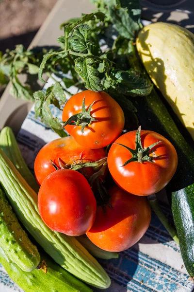 Tomatoes, cucumber, marrow — Stock Photo, Image