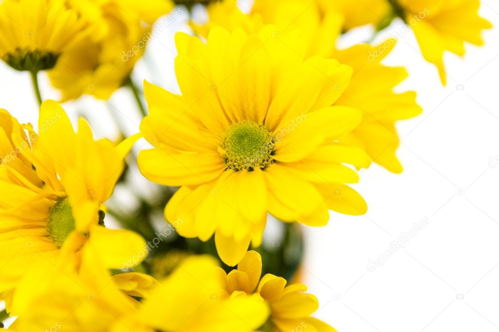 Yellow  Flowers