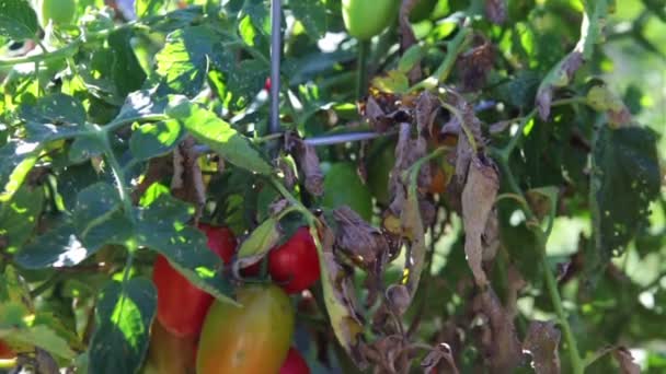 トマトの木 — ストック動画