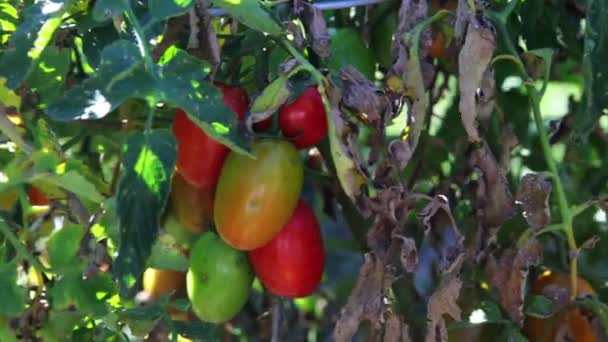 Fábrica de tomate — Vídeo de Stock