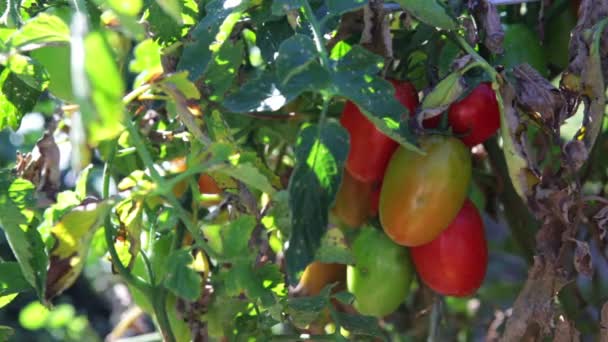 Tomato Plant — Stock Video