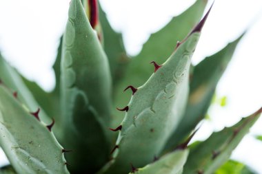 Agave bitki
