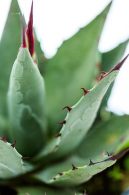 Agave bitki