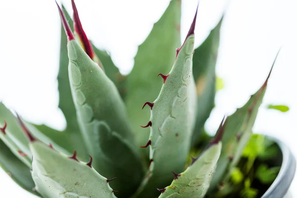 Agave plant — Stock Photo, Image