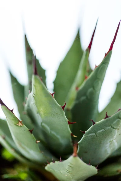 Agave plant — Stock Photo, Image