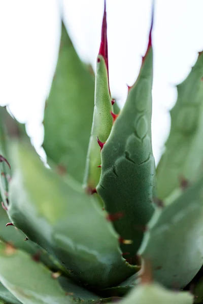 Agave plant — Stock Photo, Image