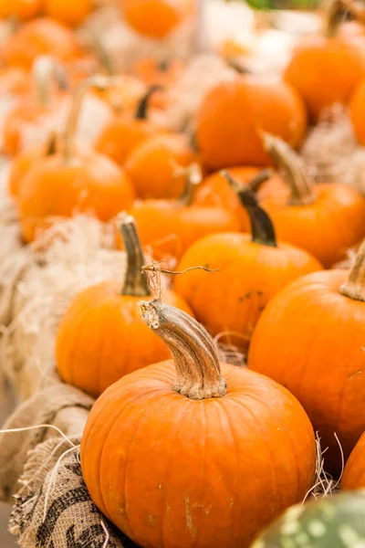 Calabazas miniatura —  Fotos de Stock