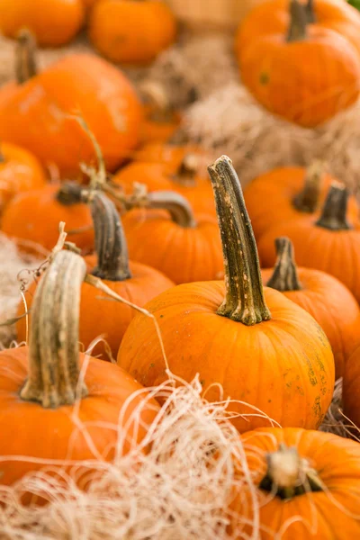 Calabazas miniatura —  Fotos de Stock