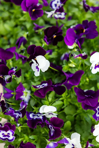 Bright Panola pansy — Stock Photo, Image