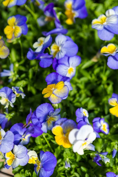 Panola brilhante pansy — Fotografia de Stock