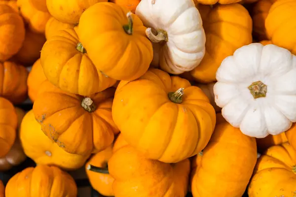 Miniature pumpkins — Stock Photo, Image