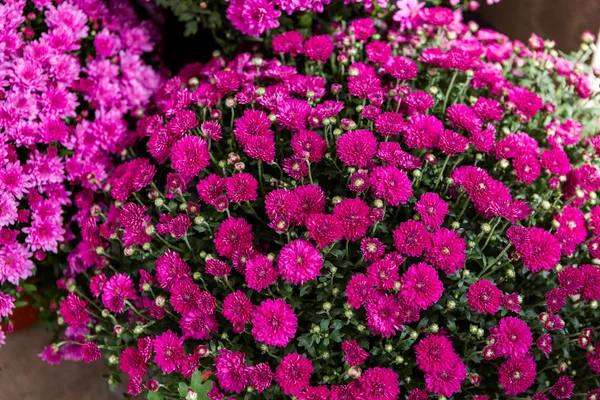 Flowering Mums — Stock Photo, Image