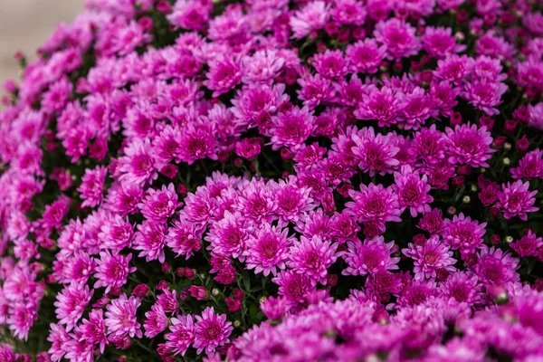 Flowering Mums — Stock Photo, Image