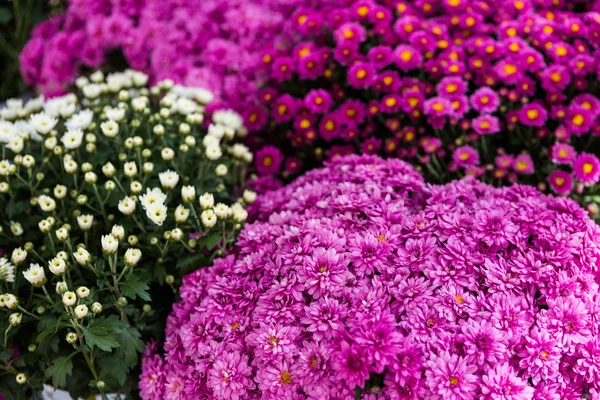 Flowering Mums — Stock Photo, Image