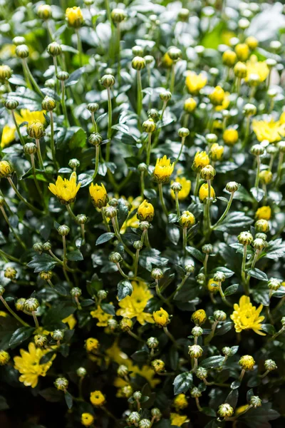 Blommande mums — Stockfoto