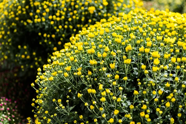 Flowering Mums — Stock Photo, Image