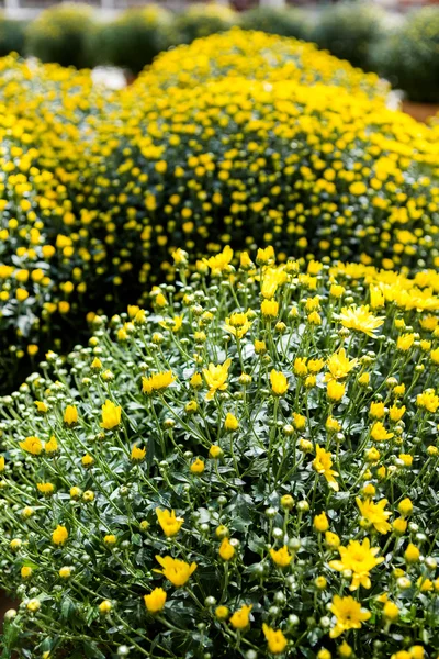 Flowering Mums — Stock Photo, Image