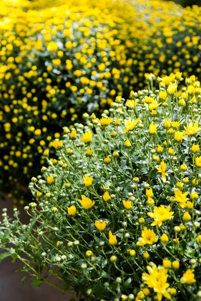 Flowering Mums — Stock Photo, Image