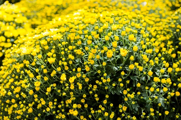 Flowering Mums — Stock Photo, Image