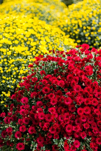 Flowering Mums — Stock Photo, Image