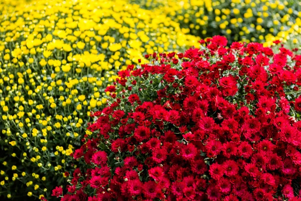 Flowering Mums — Stock Photo, Image