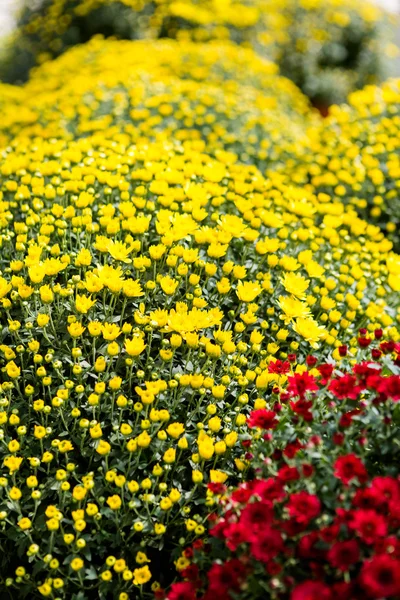 Flowering Mums — Stock Photo, Image