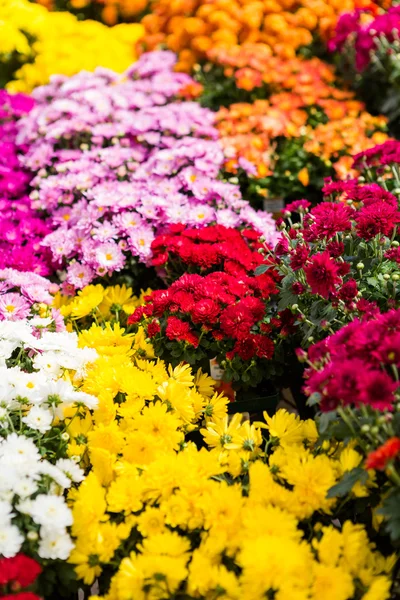 Flowering mums — Stock Photo, Image