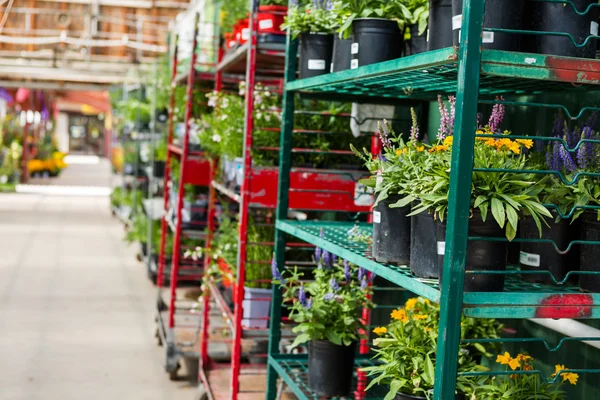 Plantas em vasos — Fotografia de Stock